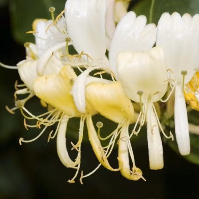 Plant Theory Lonicera Periclymenum Heaven Scent White Flowering Climber Vine Plant, Green