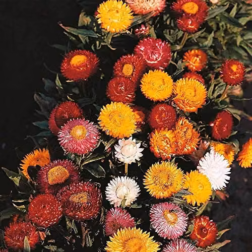 Thompson and Morgan Helichrysum Bright Bikini Mixed Annual Dwarf Strawflower Seeds, Multicolour, 200 Seeds – 1