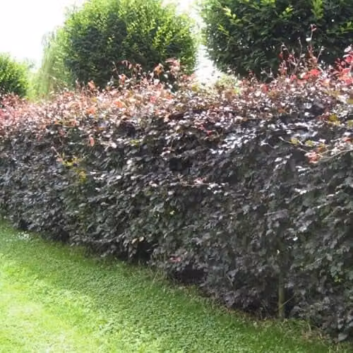 F&G Supplies Purple Copper Beech Hedging Plant, Grade A Fagus Sylvatica Atropunicea, Semi-Evergreen Bare Root Saplings, Height: 60-90 cm – 2