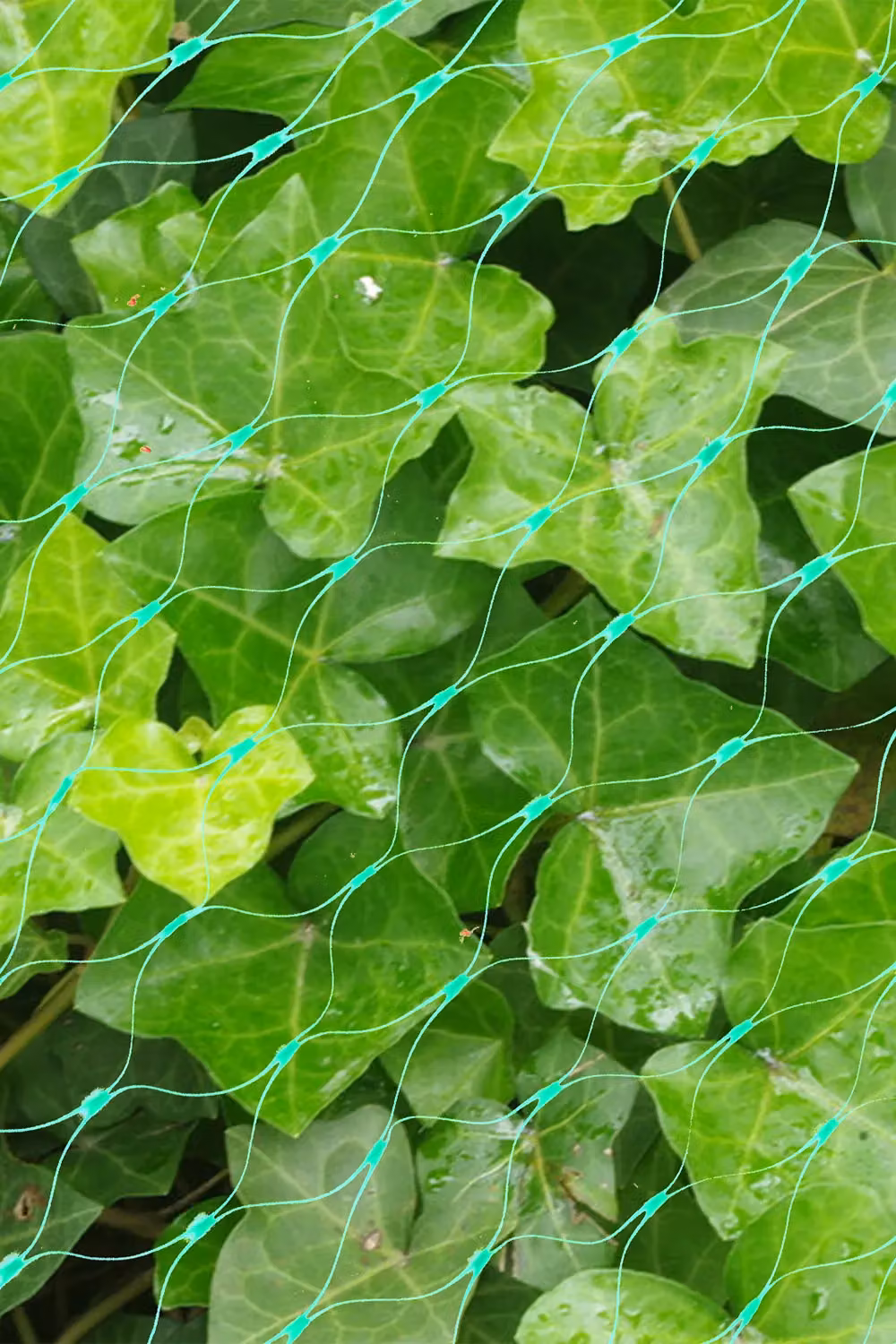Neel Blue Green Nylon Plant Protection Garden Netting, W: 4 m, L: 10 m – 3