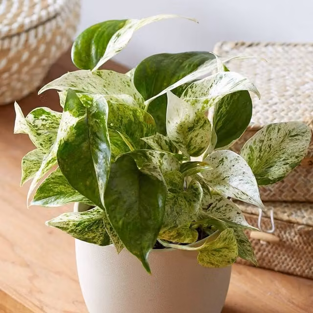 Primrose Epipremnum Pinnatum Marble Queen Devil's Ivy Indoor Plant, Green and White, Height: 15 cm, Pot: 13 cm