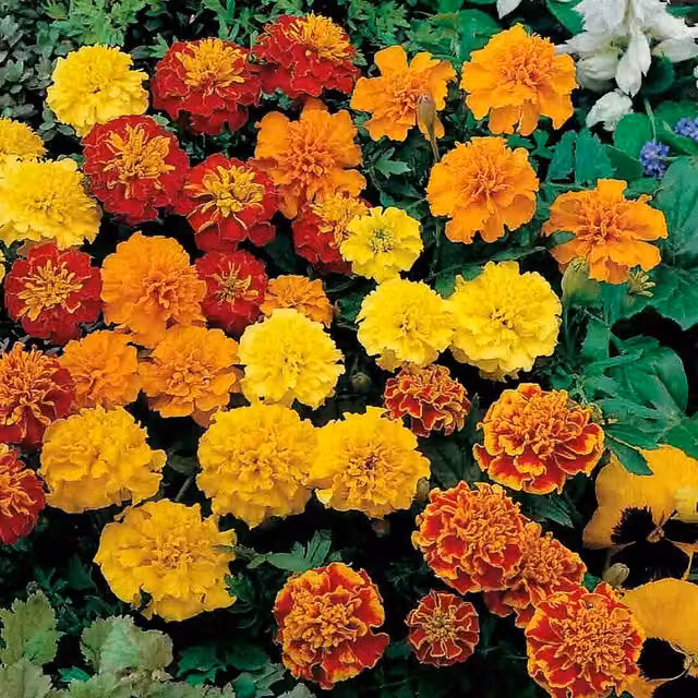 Unwins Marionette Marigold Multicolour Flower Seeds
