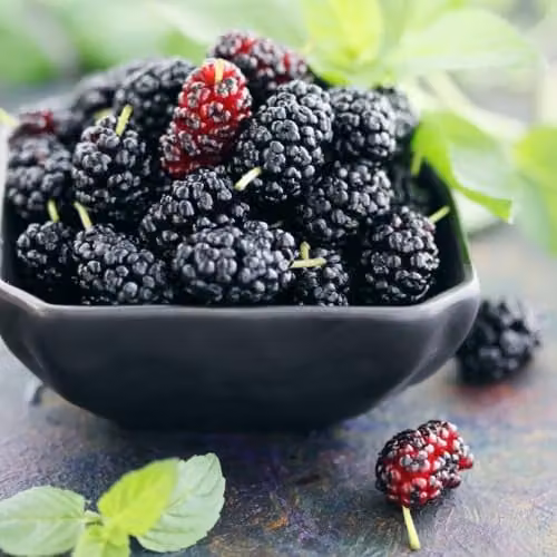 Thompson and Morgan Mulberry Charlotte Russe Mojo Berry Dwarf Self-Pollinating Fruit Tree in a 3.6 Litre Pot