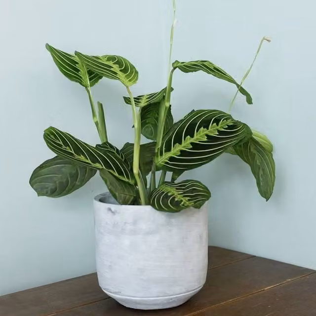 Primrose Maranta Leuconeura Erythroneura Lemon Lime Prayer Plant in a 12cm Green Pot