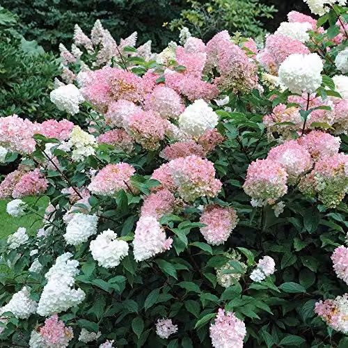 Thompson & Morgan Hydrangea Vanille Fraise Hardy Ornamental Shrub, 2 x 8cm Pot – 2