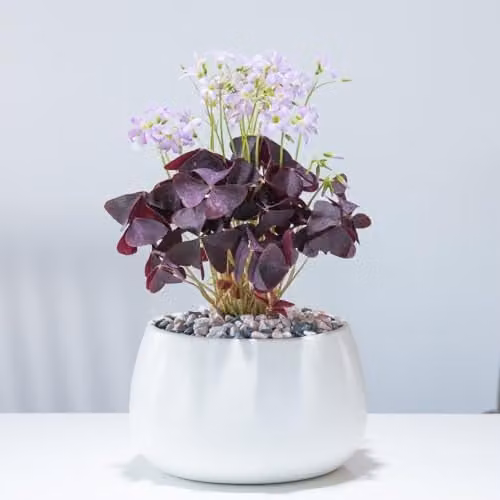 Thompson & Morgan Oxalis Triangularis Purple Brazilian Butterfly Plant, Indoor Flowering Perennial, 1x 12cm Potted Plant