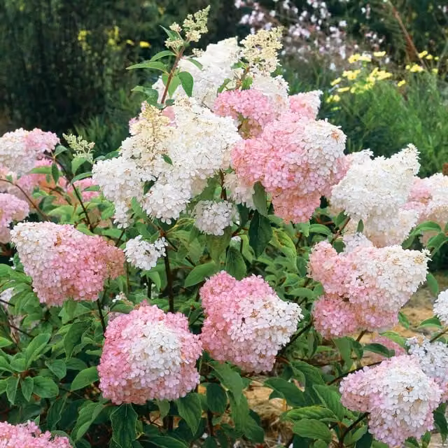 Marshalls Garden Hydrangea paniculata Vanille-Fraise Ornamental Shrub, Pink and White
