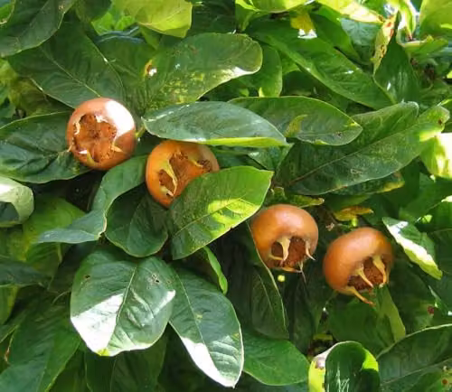 Direct Plants Mespilus Germanica Fruit Tree, 6ft Tall, 12 Litre Pot