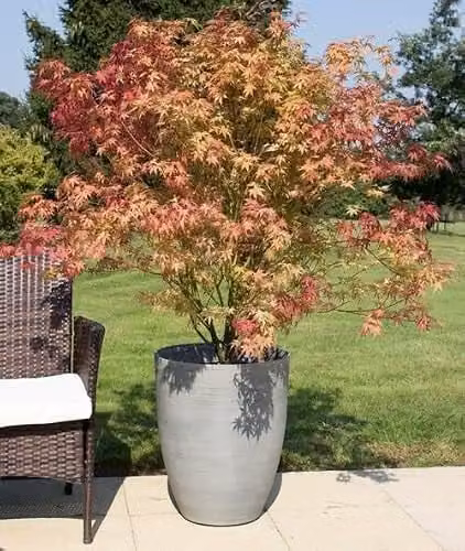 Primrose Cortina Stone Tall Round Planter in Grey, Diameter: 43 cm