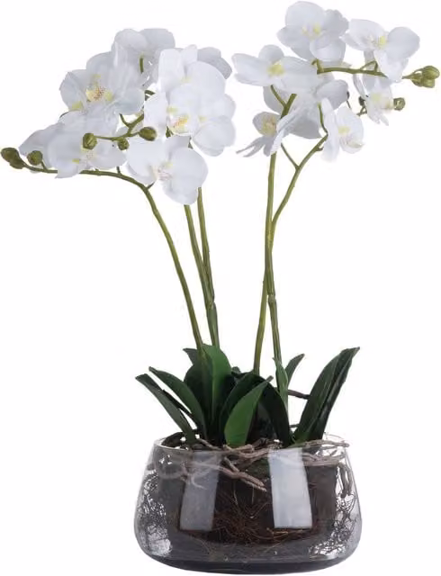 KDMK White Potted Orchid in a Round Glass Pot