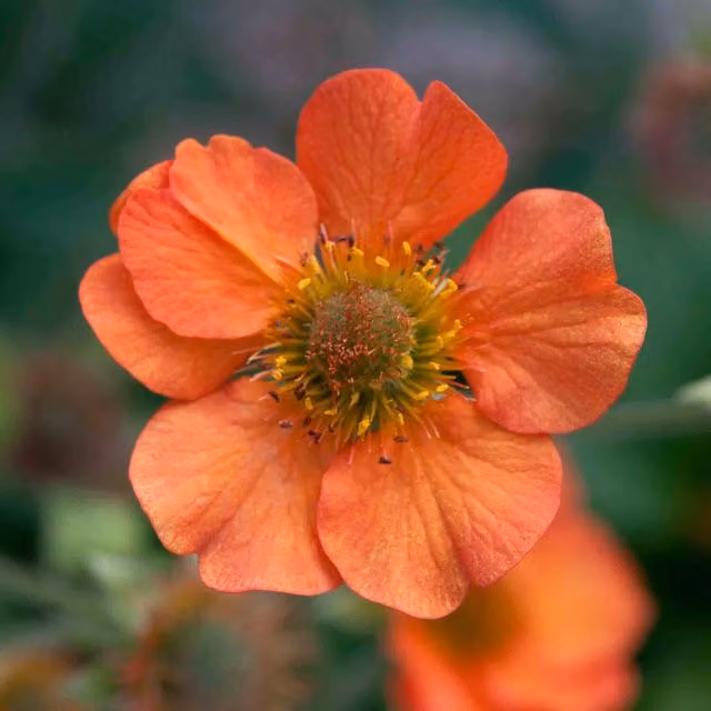 Marshalls Garden Geum Totally Tangerine Hardy Perennial Flowering Plant, Orange, 9cm Pot