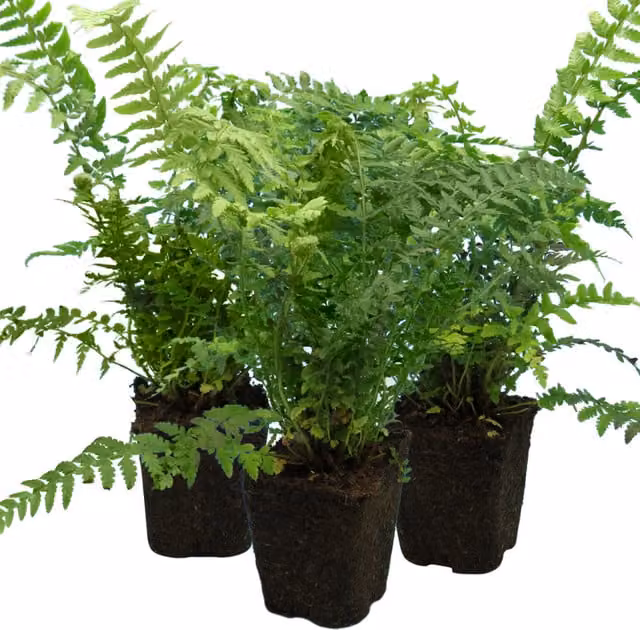 Plants By Post Pack of 3 Male Fern Dryopteris filix-mas Hardy Shade Perennial Garden Plants, Green, 1L Pots