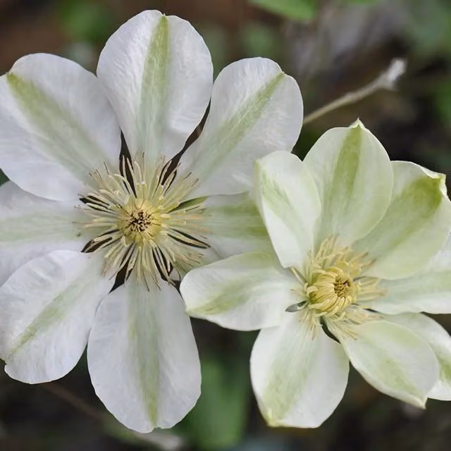 Plant Theory Clematis Guernsey Cream White Flowering Climbing Vine
