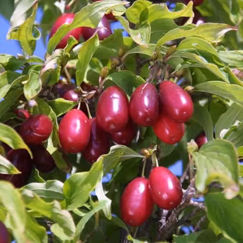 Thompson & Morgan Cornus mas Kazanlak Cornelian Cherry Fruit Tree, 7.5 Litre Pot – 1