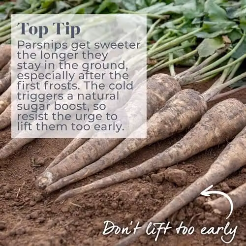 Unwins Parsnip Gladiator Vegetable Seeds – 4