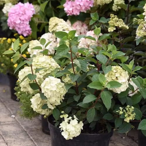 Thompson & Morgan Hydrangea paniculata Vanille Fraise Ornamental Shrub with Pink and White Flowers in a 30 Litre Pot – 3
