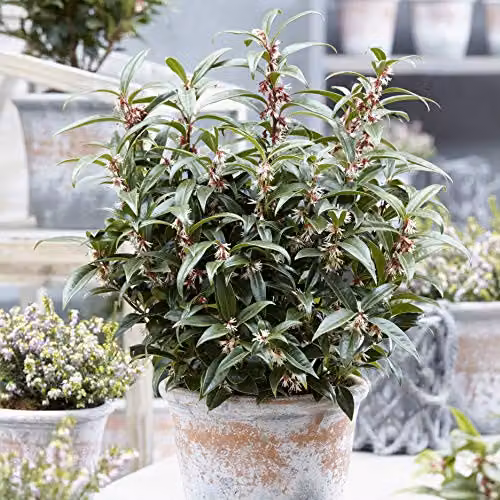 YouGarden Sarcococca hookeriana Winter Gem Hardy Evergreen Ornamental Shrub with White Flowers in 15cm Pot – 5