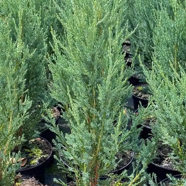 Direct Plants Set of 5 Green Juniperus Skyrocket Rocky Mountain Juniper Conifer Trees in 3L Pots