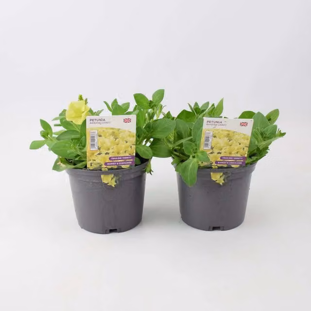 Plants By Post Petunia Banana Candy Yellow Bedding Plants, 2 x 1L Pots