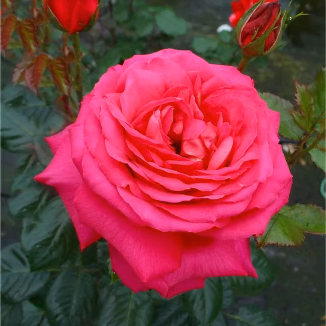 Plants By Post My Dad Fragrant Red Floribunda Rose Bush