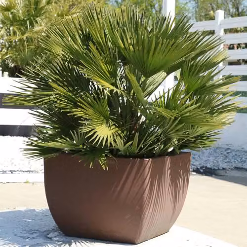 YouGarden Chamaerops Compacta Volcano Palm, Established Hardy Ornamental Tree in 22cm Pot – 1