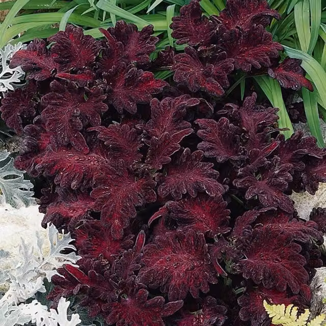 Plant Theory Set of 3 Black Dragon Coleus Scutellarioides Bedding Plants in 9cm Pots, Purple