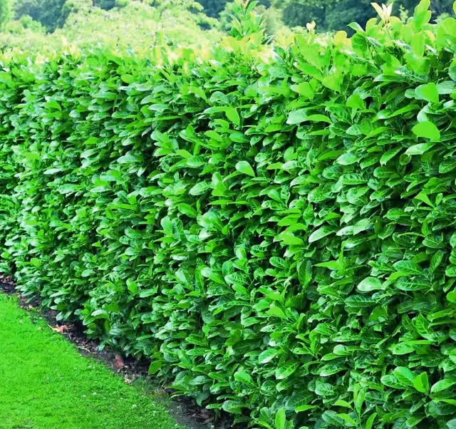 Direct Plants Prunus Cherry Laurel Evergreen Hedging Shrub, Green