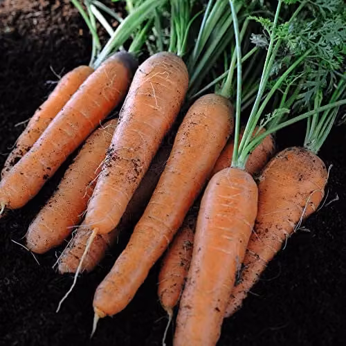Thompson and Morgan Carrot Nantes 2 Early Orange Vegetable Seeds, 1875 Seeds