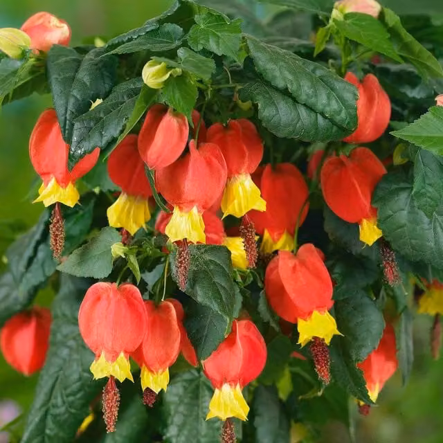 Marshalls Garden Trailing Abutilon Rhubarb and Custard Ornamental Shrub in Yellow and Red
