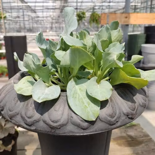 Thompson & Morgan Oyster Leaf Mertensia maritima Plant Seeds, 8 Seeds per Packet – 2