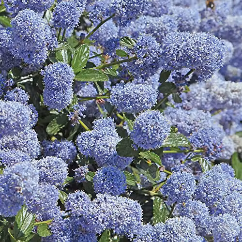 Thompson & Morgan Ceanothus Californian Lilac Shrub, 3 x 9cm Pots, Blue Flowers – 3