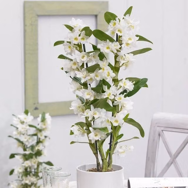 Primrose Dendrobium Spring Dream White Flowering Indoor Orchid in a 12cm Pot