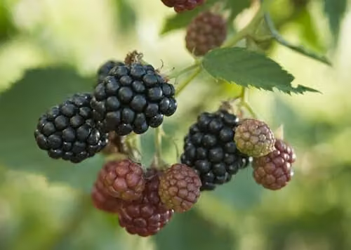 Thompson and Morgan BlackBerry Duo Fruit Bush with Tayberry and Thornfree Varieties, 2 x 5 Litre Pots – 2