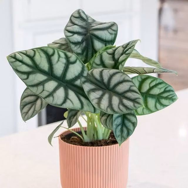 Primrose Alocasia Silver Dragon Elephant Ears Indoor House Plant in a 14cm Green Pot, Height: 30 cm