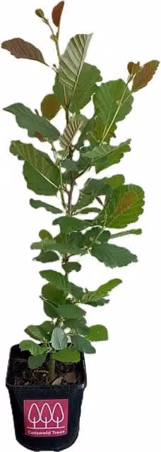 Cotswold Trees Alder Tree Alnus Glutinosa, Deciduous Ornamental Garden Tree, Height: 60-90 cm, Brown/Green
