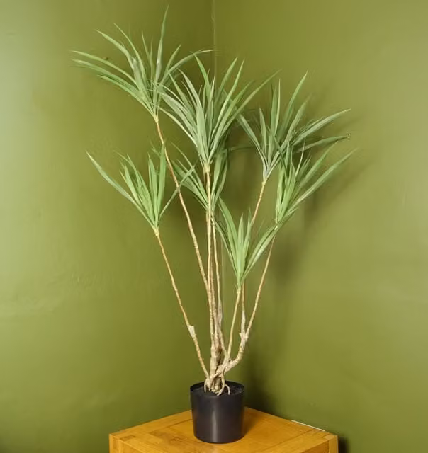 Leaf Dragon Artificial Dracaena Tree in Green and Black, Tabletop Size, H: 16 cm, W: 16 cm, D: 15 cm