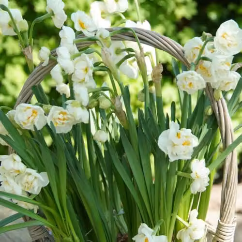 YouGarden Narcissus Bridal Crown Fragrant White Double Daffodil Bulbs, 30 Bulbs – 8