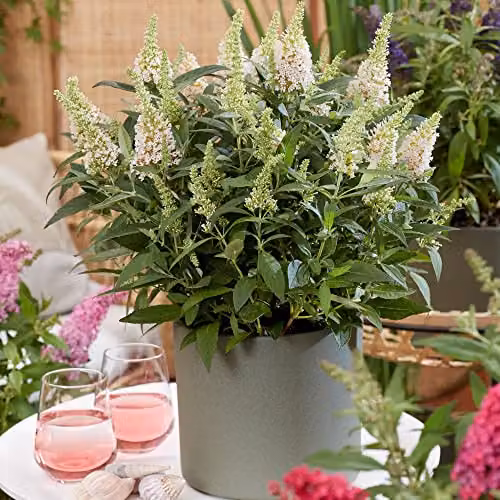Thompson and Morgan Buddleja davidii Dwarf Compact Butterfly Candy Little White Hardy Ornamental Shrub, 1x 9cm Potted Plant – 1