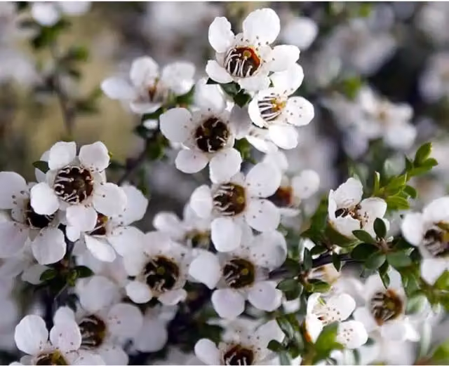 Direct Plants Leptospermum Leonard Wilson Evergreen Ornamental Garden Shrubs, Pack of 3, Red, White and Pink