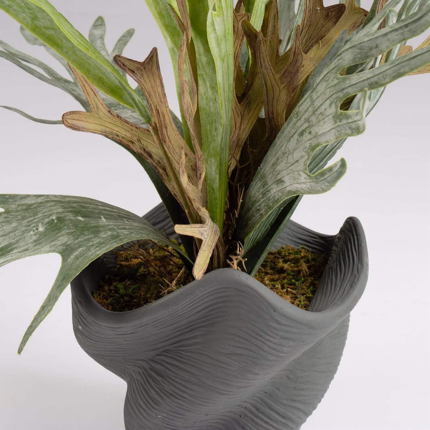 Scottish Everlastings Ltd Sea Greens Potted Plant in Green Cement Shell Pot, Height: 53 cm – 2
