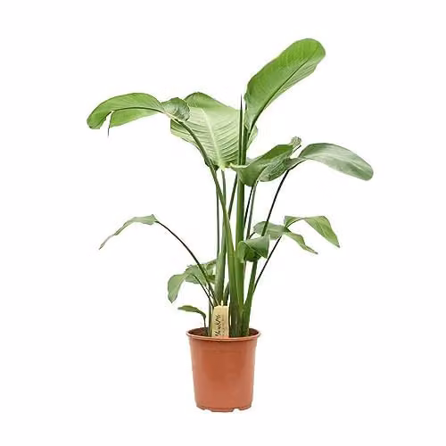 Thompson and Morgan Strelitzia Nicolai Indoor Perennial Houseplant with Glossy Green Foliage, 21cm Pot – 2