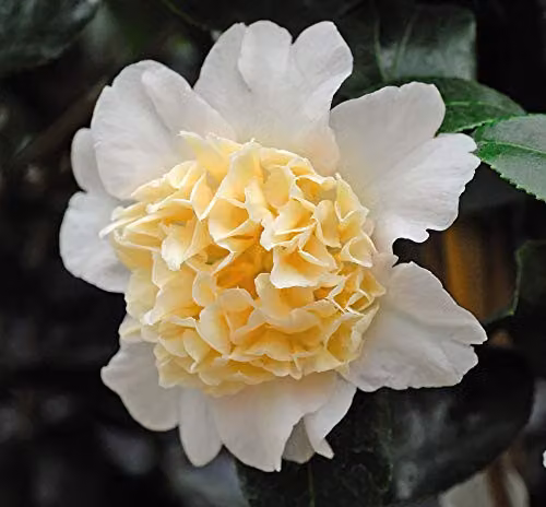 Thompson and Morgan Camellia Japonica Collection Hardy Flowering Ornamental Shrubs, 3 x 9cm Pots – 2