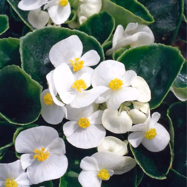 Plants By Post Begonia Semperflorens Bedding Plants, White and Green, 6 Pack