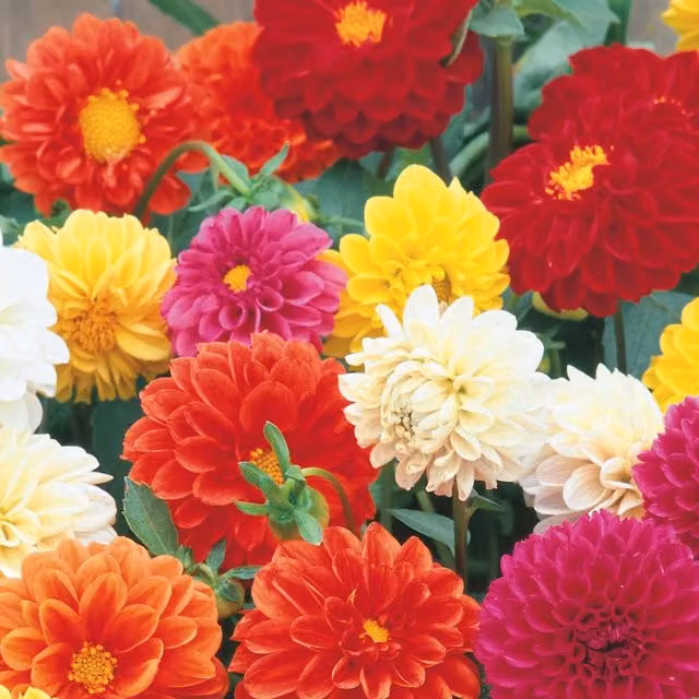 Unwins Dahlia Pompom Mix Ornamental Flower Seeds, Multicolour