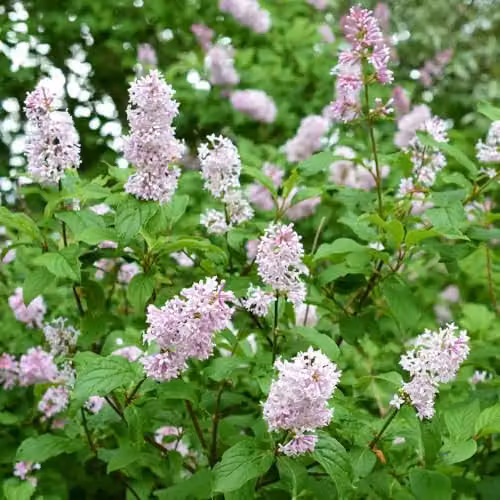Thompson and Morgan Syringa Duo Collection Lilac Ornamental Shrubs in 9cm Pots – 2