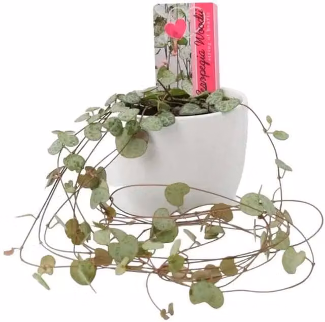 Plants By Post Ceropegia String of Hearts Indoor Plant in a White Ceramic Pot