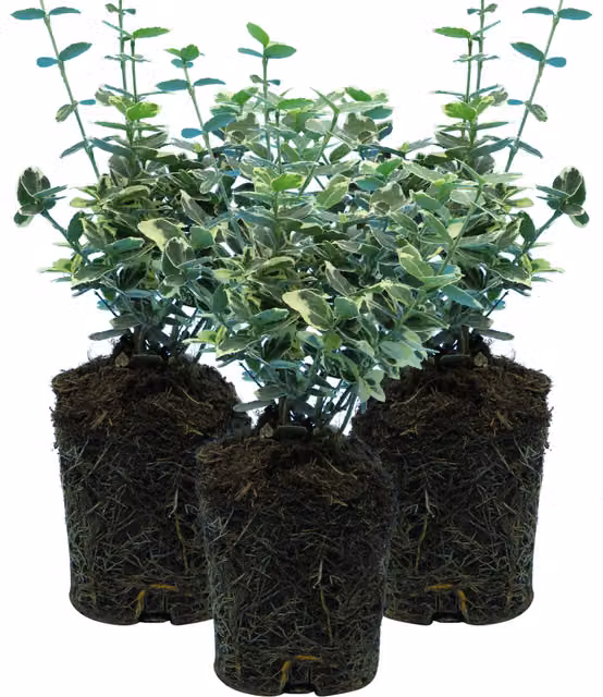 Plants By Post Pack of 3 Euonymus Emerald Gaiety Variegated Evergreen Ornamental Garden Shrubs, Green and White, 10.5cm Pots