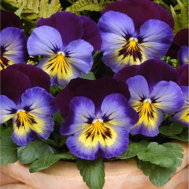 Plants by Post Pansy Midnight Glow Bedding Plants, 12 Garden-Ready Plants in Deep Purple with Black Centres