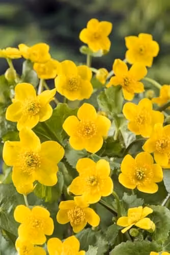 Thompson & Morgan Caltha palustris Marsh Marigold Hardy Perennial Aquatic Plant with Yellow Spring Flowers, 9cm Pot