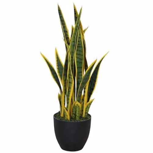 Leaf UK Artificial Sansevieria Tropical Snake Plant in Green and Gold, Height: 70 cm – 2